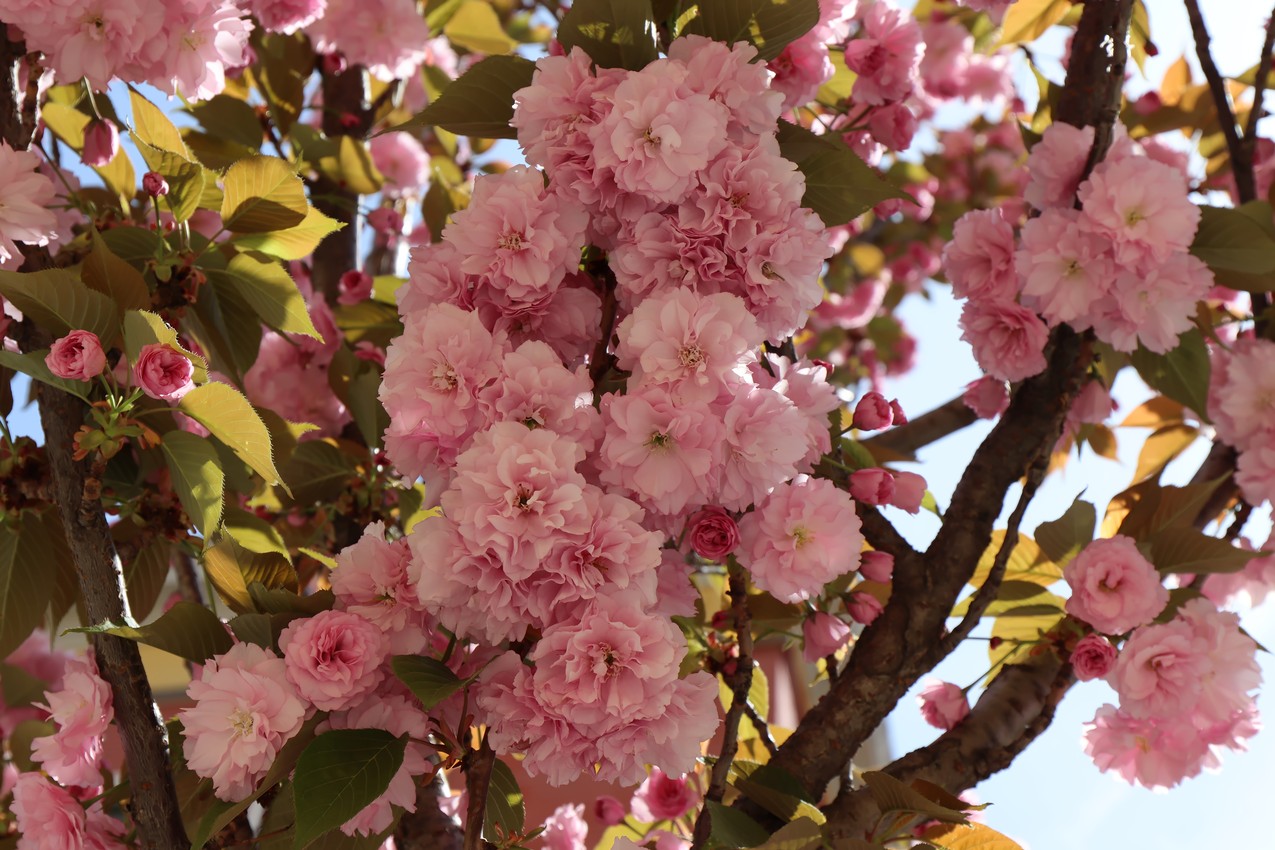 Kwanzan cherry tree in bloom, Tirana