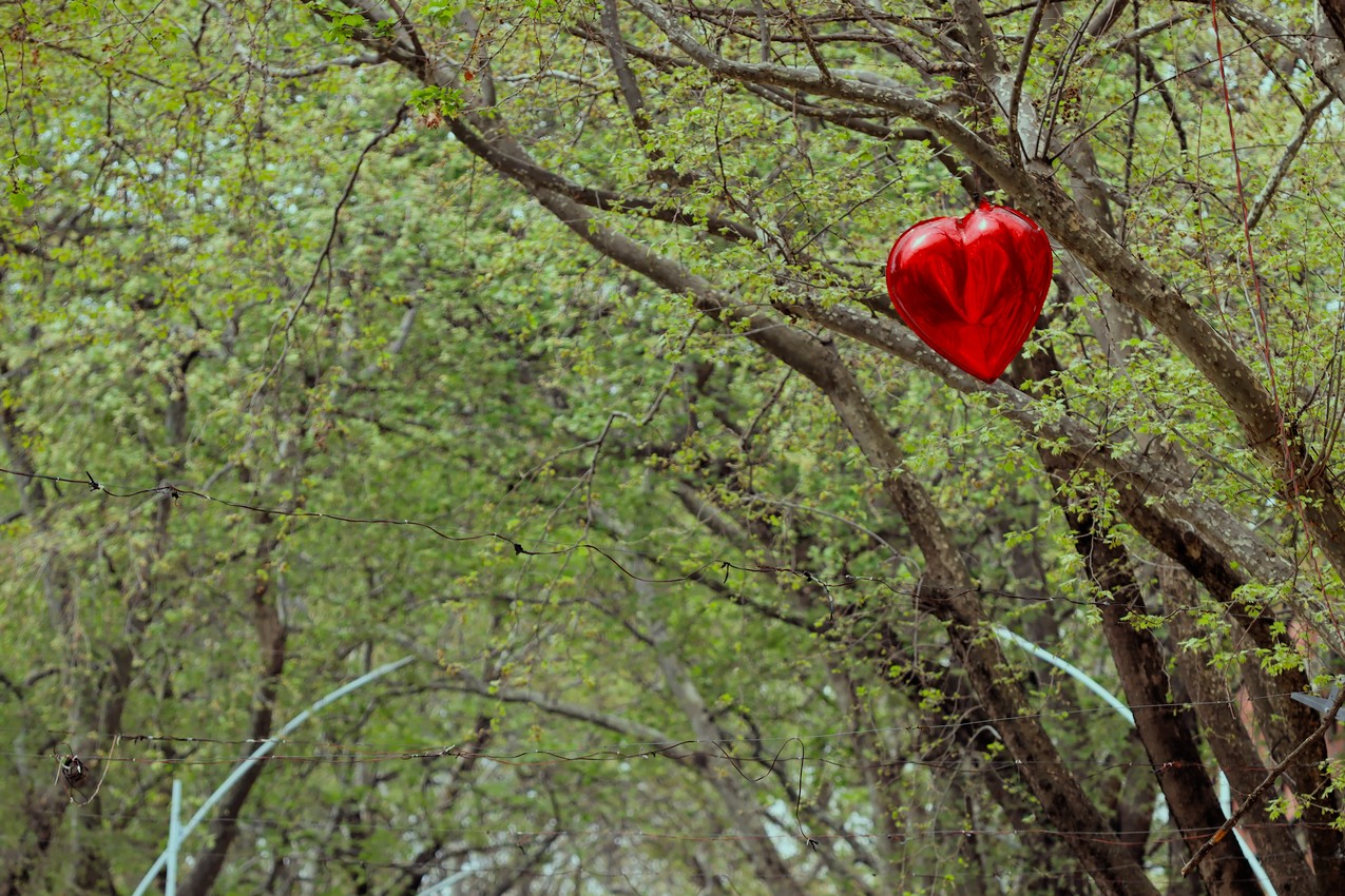 A heart-shaped balloon stuck in some trees, Tirana